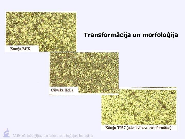 Transformācija un morfoloģija 