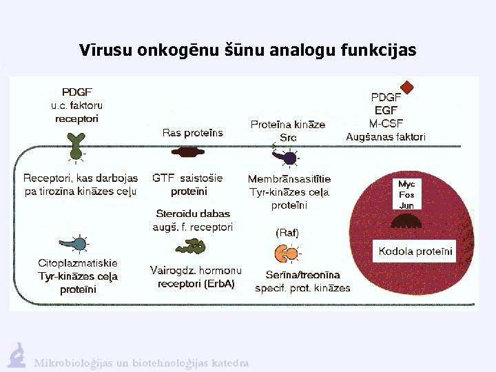 Vīrusu onkogēnu šūnu analogu funkcijas 