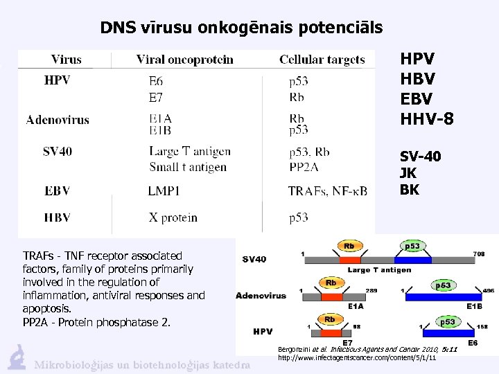 DNS vīrusu onkogēnais potenciāls HPV HBV EBV HHV-8 SV-40 JK BK TRAFs - TNF