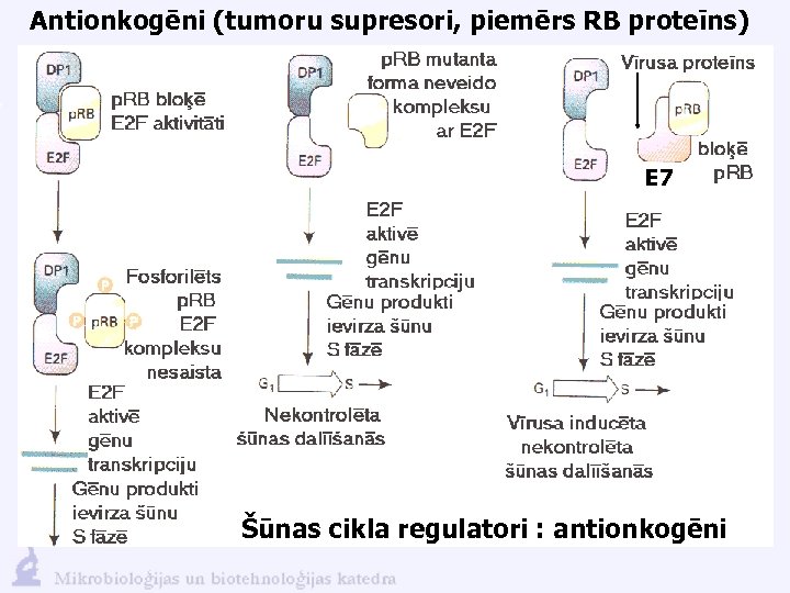 Antionkogēni (tumoru supresori, piemērs RB proteīns) E 7 Šūnas cikla regulatori : antionkogēni 