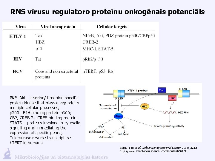 RNS vīrusu regulatoro proteīnu onkogēnais potenciāls PKB. Akt - a serine/threonine-specific protein kinase that