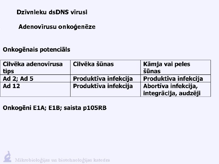 Dzīvnieku ds. DNS vīrusi Adenovīrusu onkoģenēze 