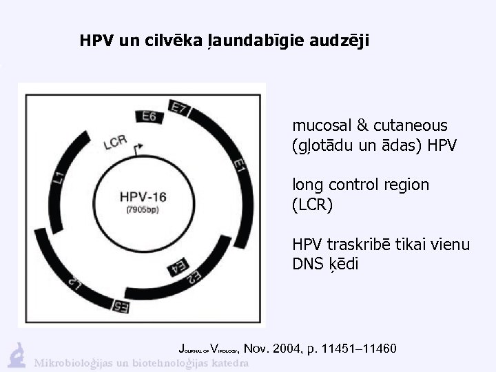 HPV un cilvēka ļaundabīgie audzēji mucosal & cutaneous (gļotādu un ādas) HPV long control