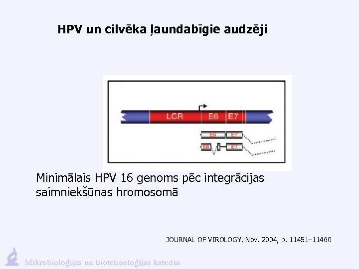 HPV un cilvēka ļaundabīgie audzēji Minimālais HPV 16 genoms pēc integrācijas saimniekšūnas hromosomā JOURNAL