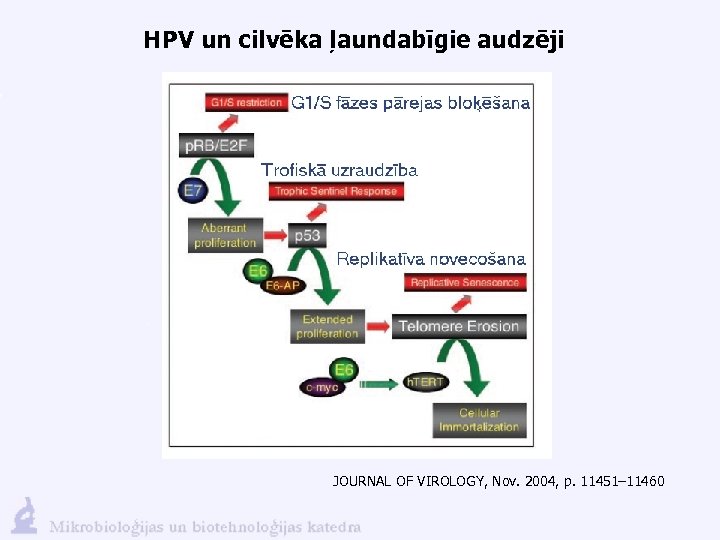 HPV un cilvēka ļaundabīgie audzēji JOURNAL OF VIROLOGY, Nov. 2004, p. 11451– 11460 