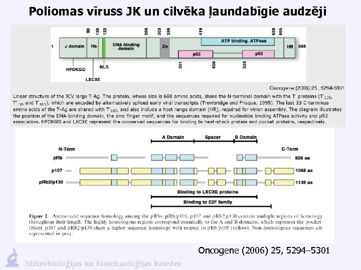 Poliomas vīruss JK un cilvēka ļaundabīgie audzēji Oncogene (2006) 25, 5294– 5301 