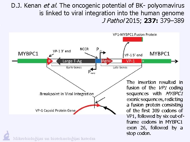 D. J. Kenan et al. The oncogenic potential of BK- polyomavirus is linked to