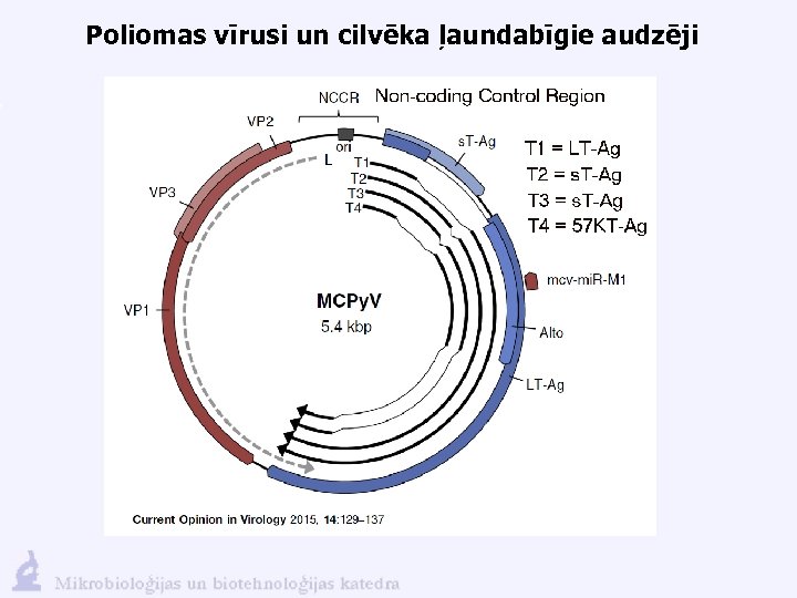 Poliomas vīrusi un cilvēka ļaundabīgie audzēji 