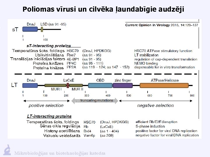 Poliomas vīrusi un cilvēka ļaundabīgie audzēji 