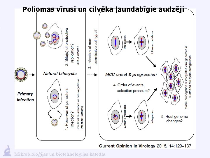 Poliomas vīrusi un cilvēka ļaundabīgie audzēji 