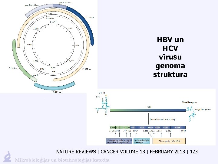 HBV un HCV vīrusu genoma struktūra NATURE REVIEWS | CANCER VOLUME 13 | FEBRUARY