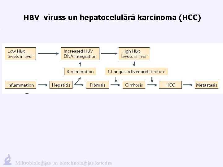 HBV vīruss un hepatocelulārā karcinoma (HCC) 