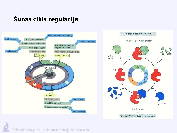 Šūnas cikla regulācija 