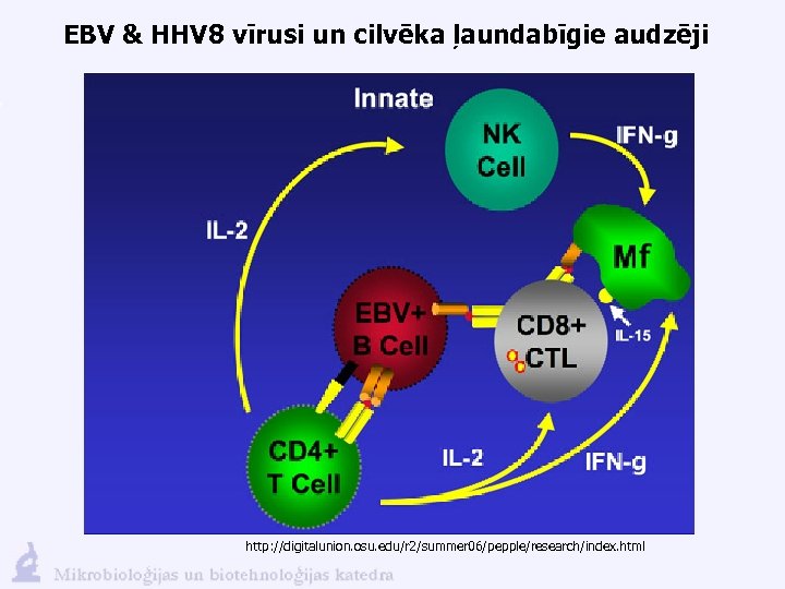 EBV & HHV 8 vīrusi un cilvēka ļaundabīgie audzēji http: //digitalunion. osu. edu/r 2/summer