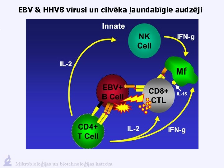 EBV & HHV 8 vīrusi un cilvēka ļaundabīgie audzēji 