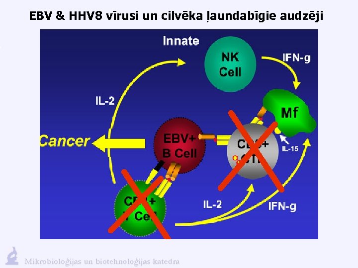 EBV & HHV 8 vīrusi un cilvēka ļaundabīgie audzēji 