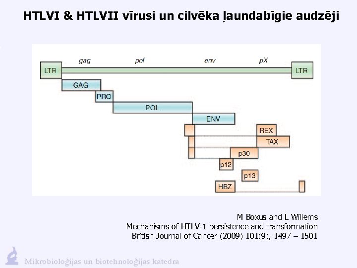 HTLVI & HTLVII vīrusi un cilvēka ļaundabīgie audzēji M Boxus and L Willems Mechanisms