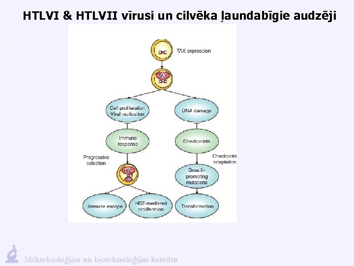 HTLVI & HTLVII vīrusi un cilvēka ļaundabīgie audzēji 