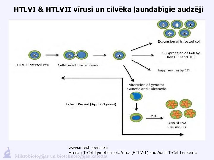 HTLVI & HTLVII vīrusi un cilvēka ļaundabīgie audzēji www. intechopen. com Human T-Cell Lymphotropic