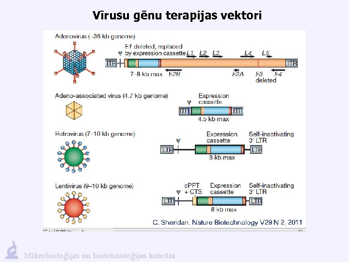 Vīrusu gēnu terapijas vektori 