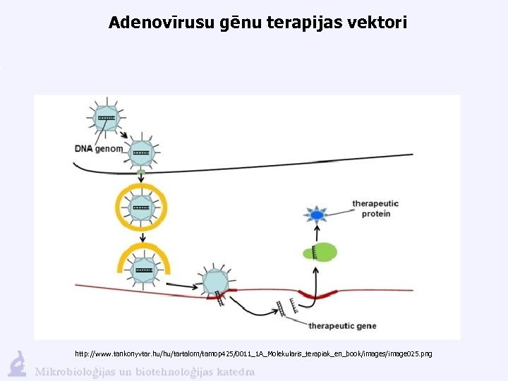 Adenovīrusu gēnu terapijas vektori http: //www. tankonyvtar. hu/hu/tartalom/tamop 425/0011_1 A_Molekularis_terapiak_en_book/images/image 025. png 