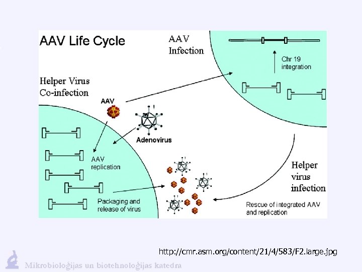 http: //cmr. asm. org/content/21/4/583/F 2. large. jpg 