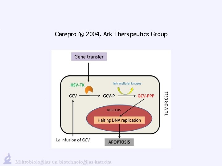 Cerepro ® 2004, Ark Therapeutics Group 