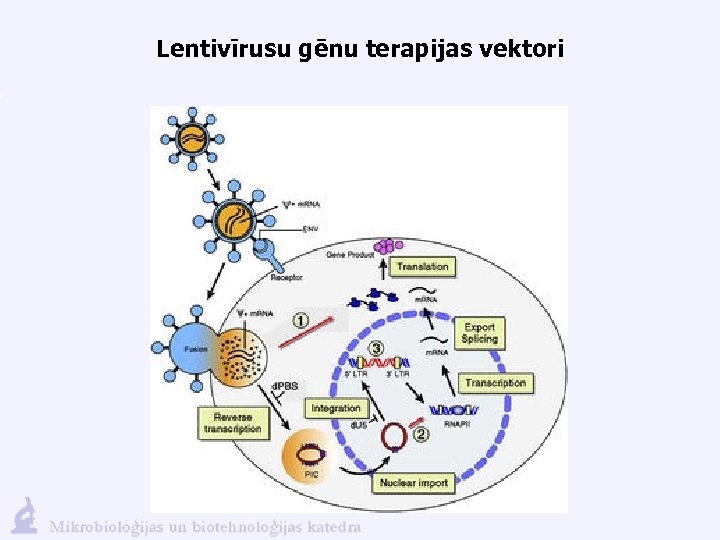 Lentivīrusu gēnu terapijas vektori 