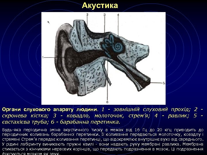 Акустика Органи слухового апарату людини. 1 - зовнішній слуховий прохід; 2 скронева кістка; 3