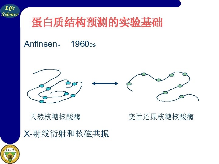 Life Science 蛋白质结构预测的实验基础 Anfinsen， 1960 es 天然核糖核酸酶 X-射线衍射和核磁共振 变性还原核糖核酸酶 