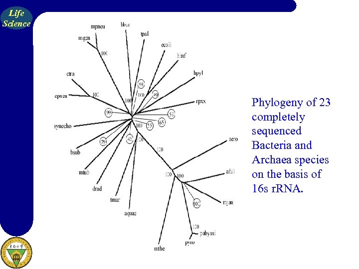 Life Science Phylogeny of 23 completely sequenced Bacteria and Archaea species on the basis