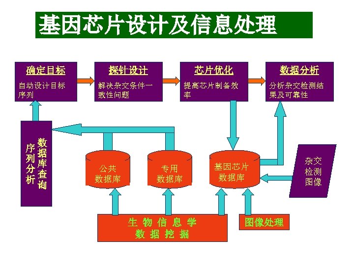 基因芯片设计及信息处理 确定目标 自动设计目标 序列 数 序据 列 库 分 查 析 询 探针设计 解决杂交条件一
