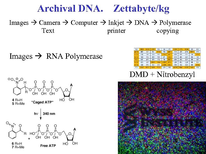 Archival DNA. Zettabyte/kg Images Camera Computer Inkjet DNA Polymerase Text printer copying Images RNA