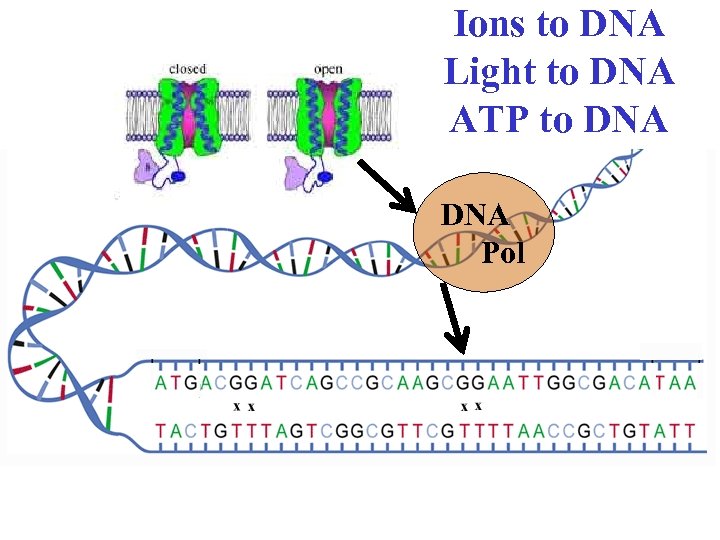 Ions to DNA Light to DNA ATP to DNA Pol 