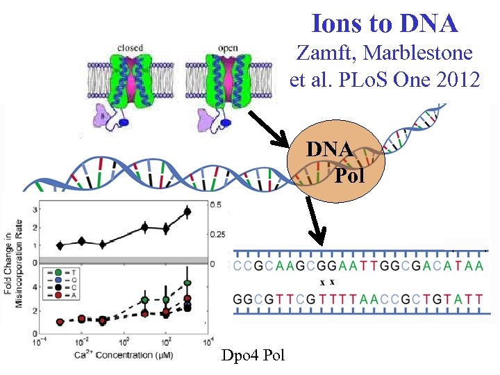 Ions to DNA Zamft, Marblestone et al. PLo. S One 2012 DNA Pol Dpo