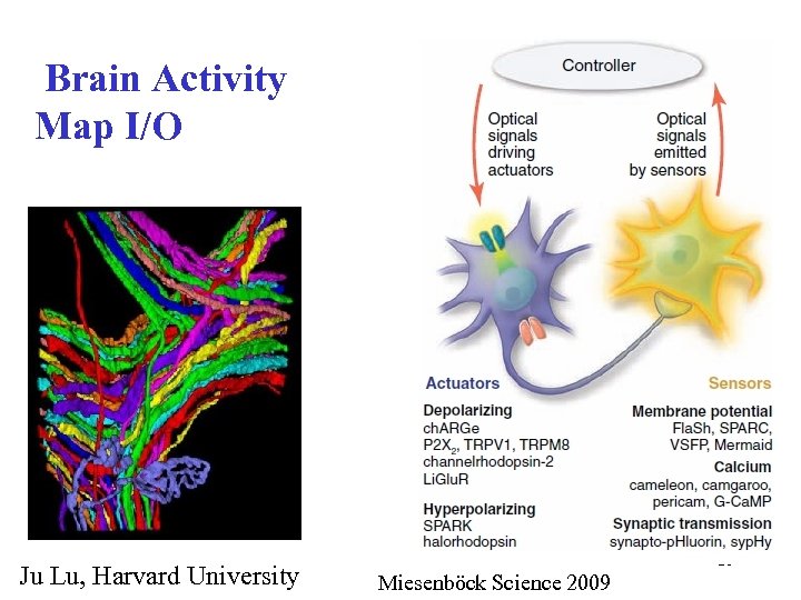 Brain Activity Map I/O Ju Lu, Harvard University 26 Miesenböck Science 2009 