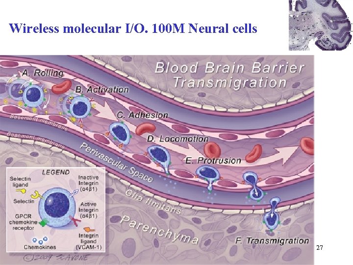 Wireless molecular I/O. 100 M Neural cells 27 