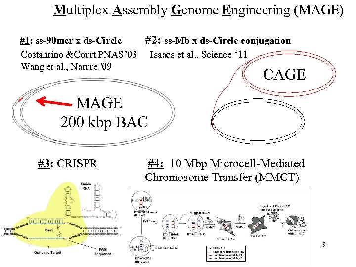 Multiplex Assembly Genome Engineering (MAGE) #1: ss-90 mer x ds-Circle #2: ss-Mb x ds-Circle