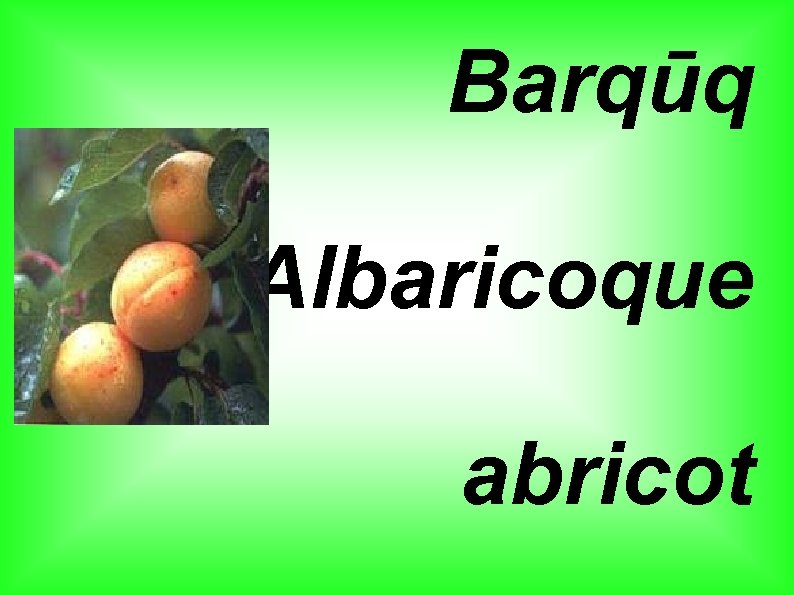 Barqūq Albaricoque abricot 