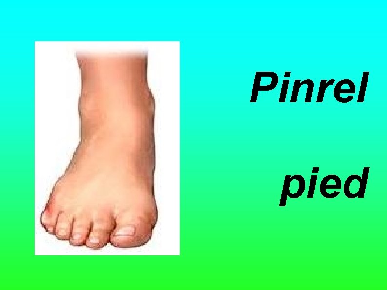 Pinrel pied 