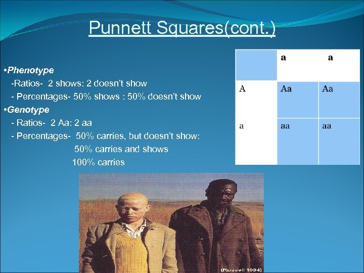 Punnett Squares(cont. ) • Phenotype -Ratios- 2 shows: 2 doesn’t show - Percentages- 50%