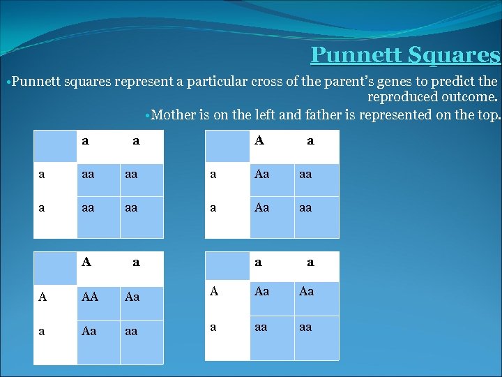 Punnett Squares • Punnett squares represent a particular cross of the parent’s genes to