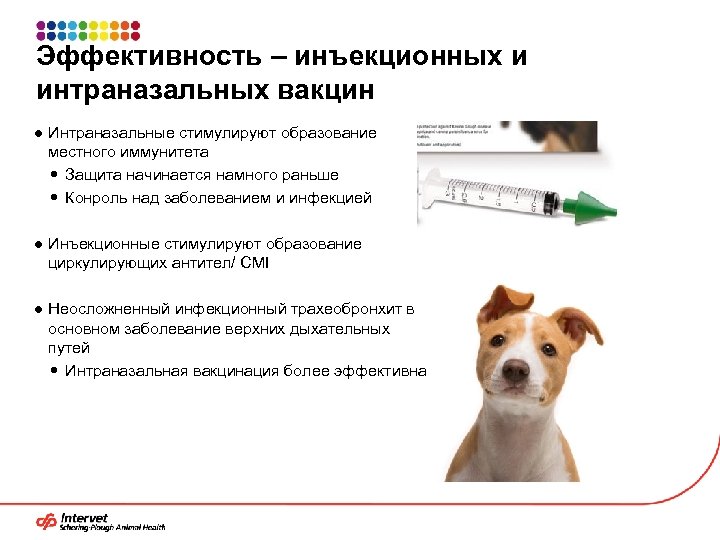 Реакция собаки на прививку