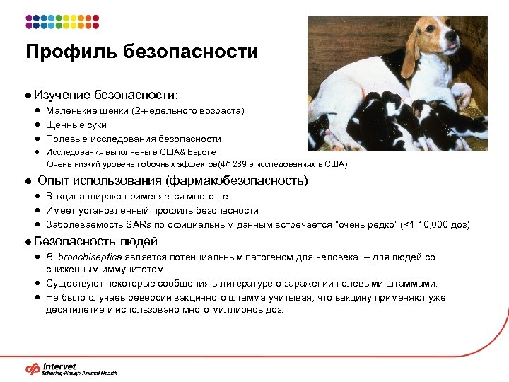 Профиль безопасности ● Изучение безопасности: Маленькие щенки (2 -недельного возраста) Щенные суки Полевые исследования