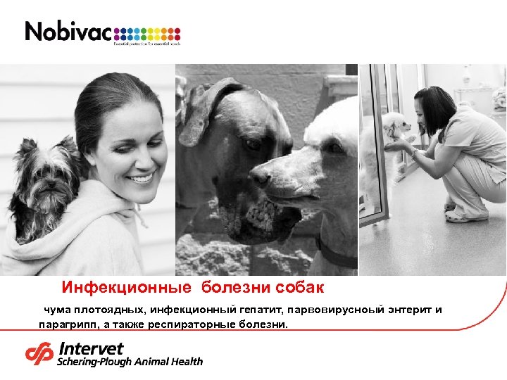 Инфекционные болезни собак чума плотоядных, инфекционный гепатит, парвовирусноый энтерит и парагрипп, а также респираторные