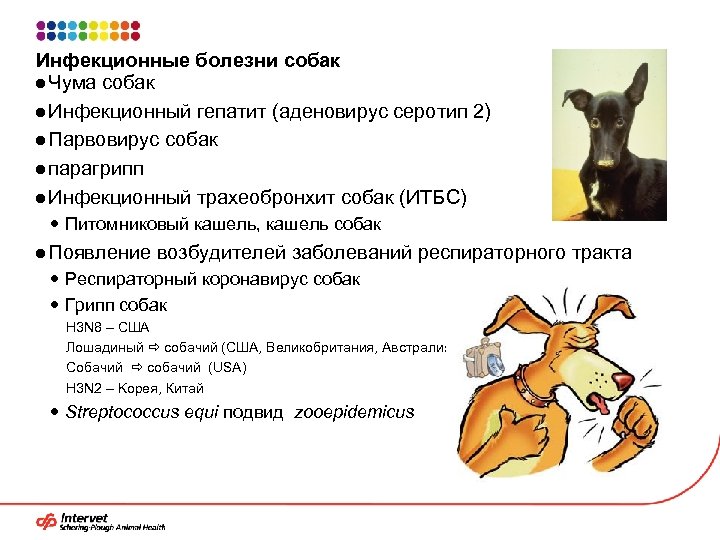 Инфекционные болезни собак ● Чума собак ● Инфекционный гепатит (аденовирус серотип 2) ● Парвовирус