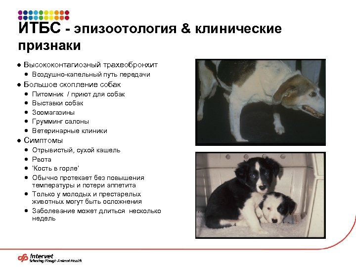 ИТБС - эпизоотология & клинические признаки ● Высококонтагиозный трахеобронхит Воздушно-капельный путь передачи ● Большое