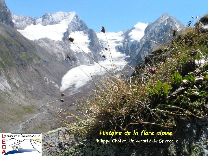 Histoire de la flore alpine Philippe Choler, Université de Grenoble 