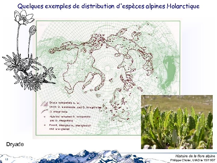 Quelques exemples de distribution d'espèces alpines Holarctique Dryade 13 Histoire de la flore alpine