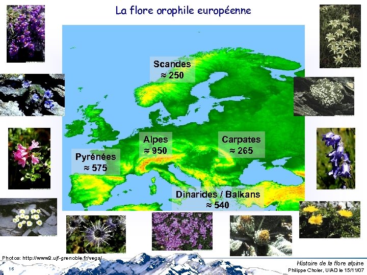 La flore orophile européenne Scandes ≈ 250 Pyrénées ≈ 575 Alpes ≈ 950 Carpates
